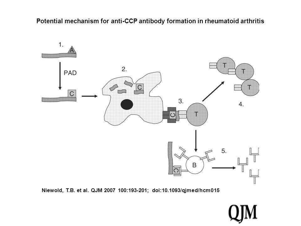 Potential mechanism for anti-CCP antibody formation in rheumatoid arthritis