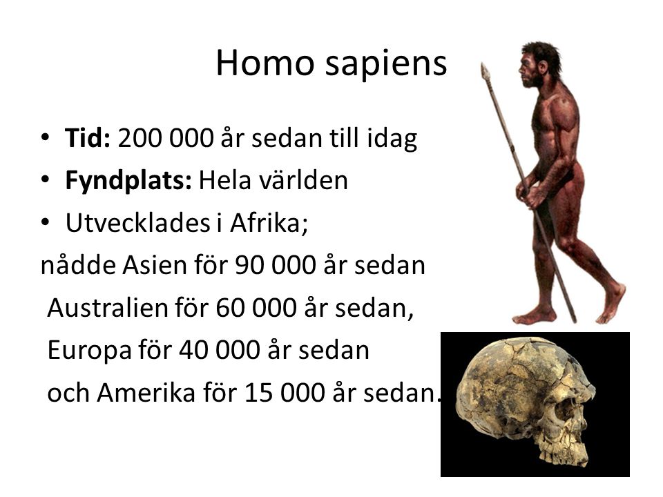 Homo sapiens Tid: år sedan till idag Fyndplats: Hela världen