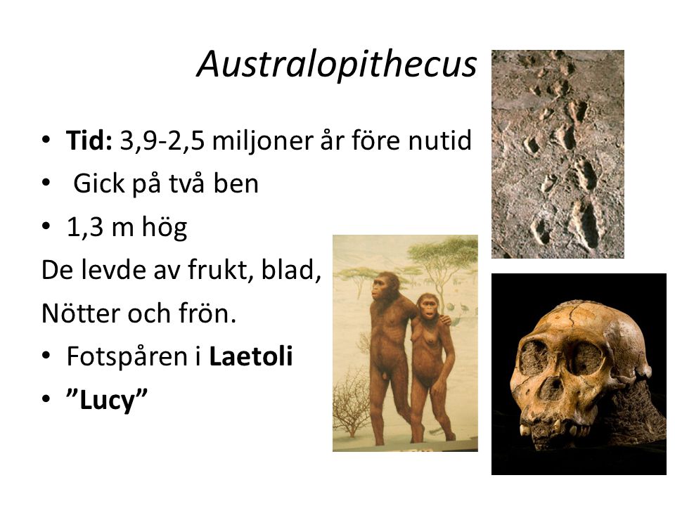 Australopithecus Tid: 3,9-2,5 miljoner år före nutid Gick på två ben