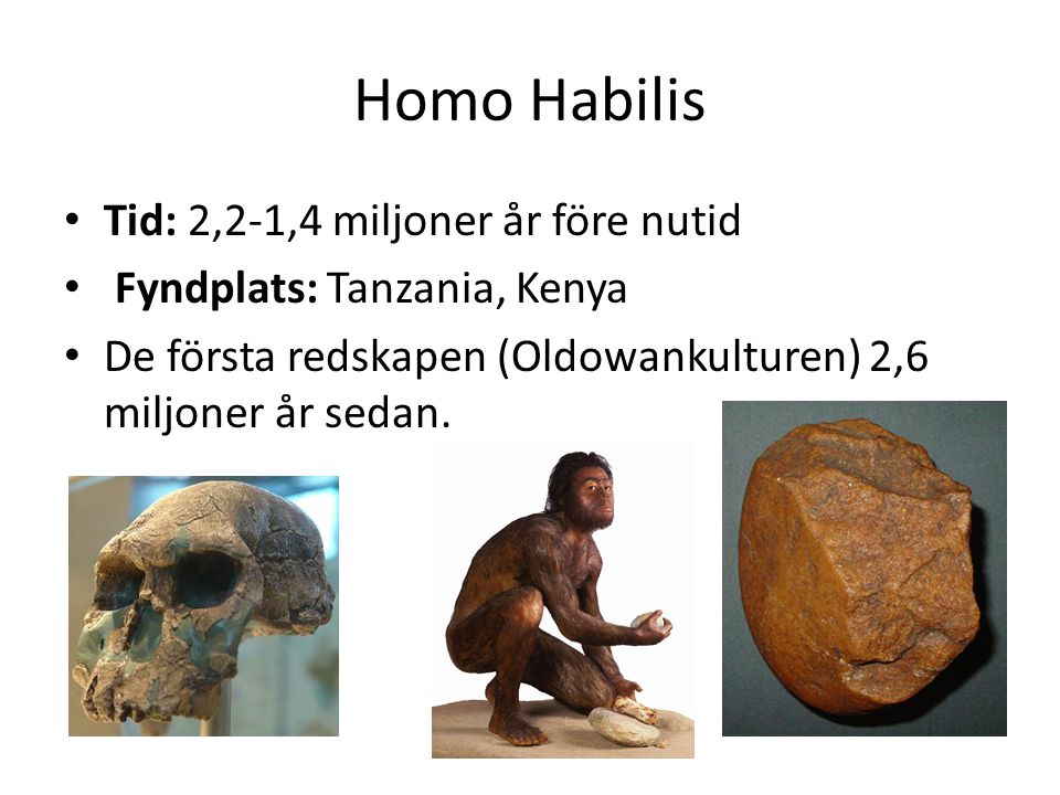 Homo Habilis Tid: 2,2-1,4 miljoner år före nutid