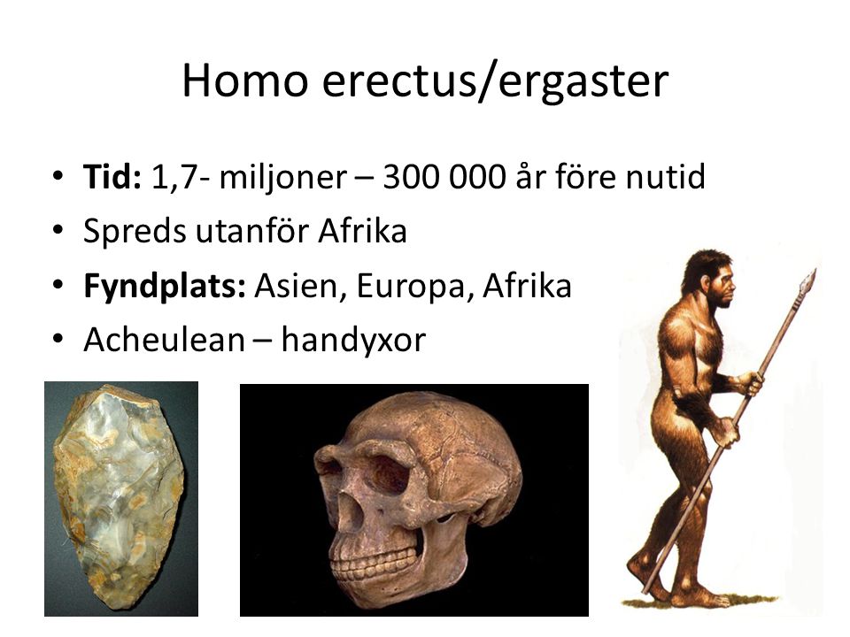 Homo erectus/ergaster