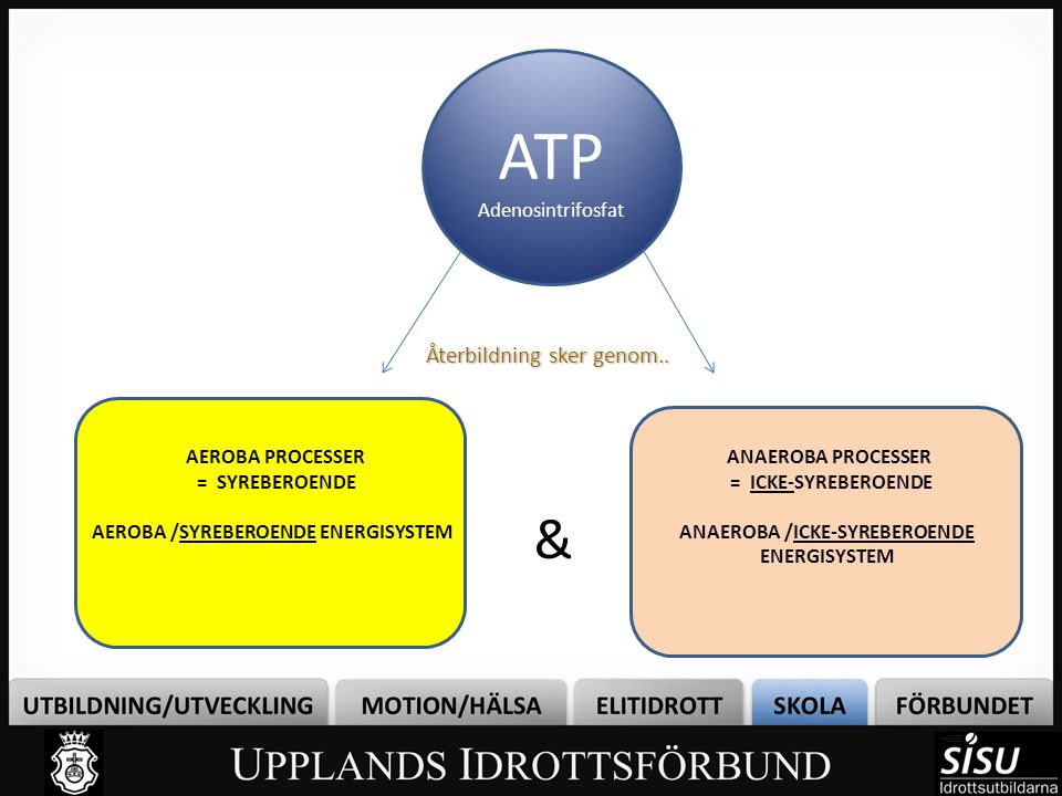 ATP & Återbildning sker genom.. Adenosintrifosfat AEROBA PROCESSER