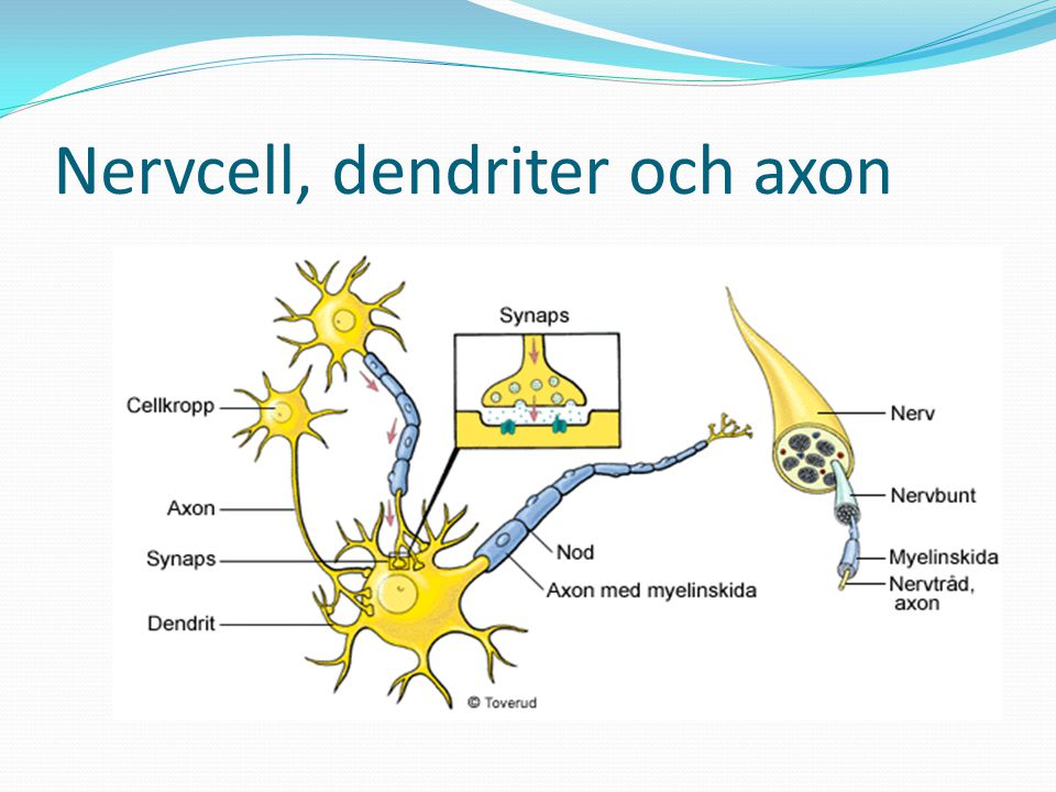 Nervcell, dendriter och axon