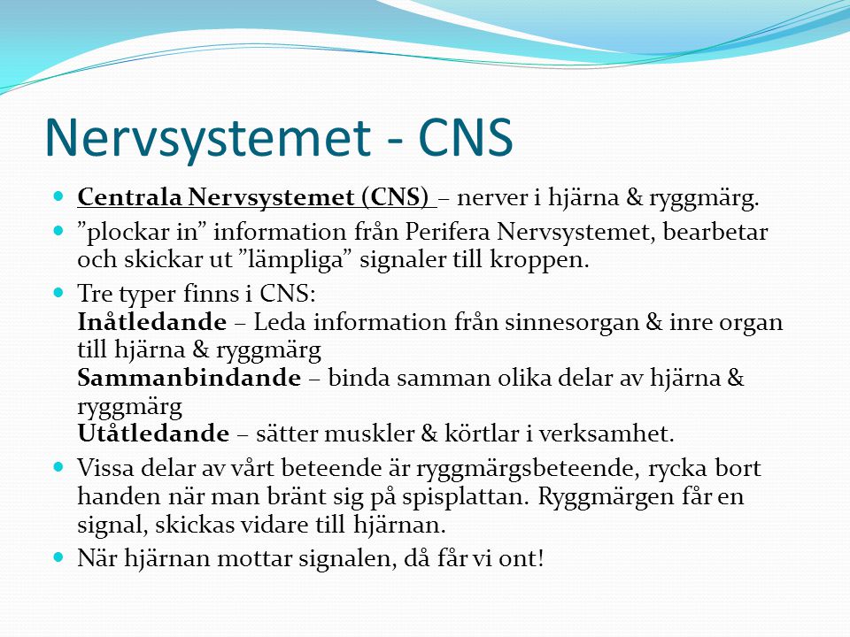 Nervsystemet - CNS Centrala Nervsystemet (CNS) – nerver i hjärna & ryggmärg.