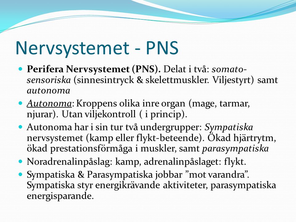 Nervsystemet - PNS Perifera Nervsystemet (PNS). Delat i två: somato-sensoriska (sinnesintryck & skelettmuskler. Viljestyrt) samt autonoma.