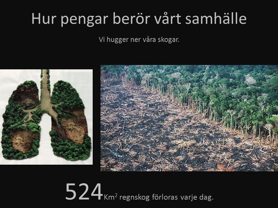 524Km2 regnskog förloras varje dag.