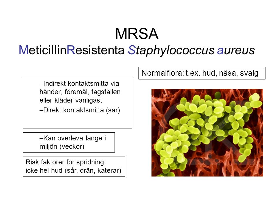 MRSA MeticillinResistenta Staphylococcus aureus