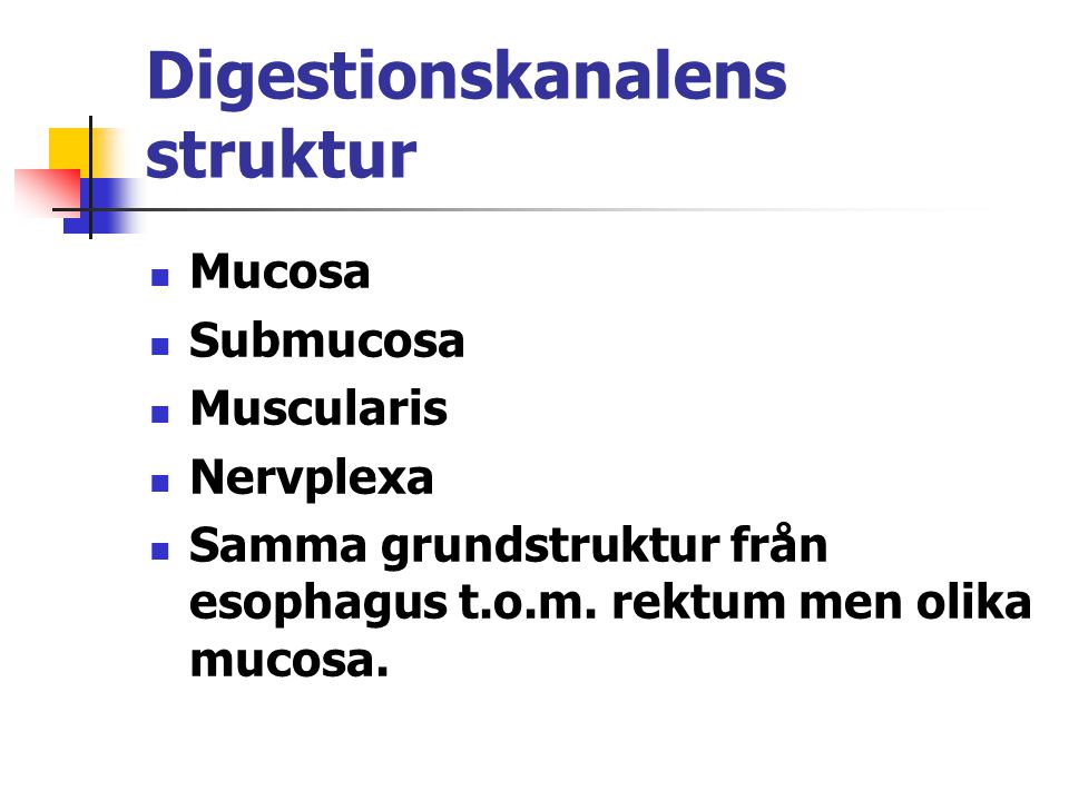 Digestionskanalens struktur