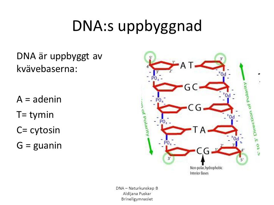 DNA:s uppbyggnad DNA är uppbyggt av kvävebaserna: A = adenin T= tymin C= cytosin G = guanin DNA – Naturkunskap B.