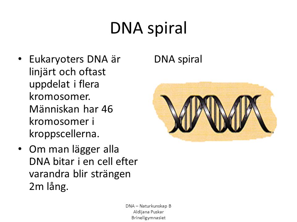 DNA spiral Eukaryoters DNA är linjärt och oftast uppdelat i flera kromosomer. Människan har 46 kromosomer i kroppscellerna.