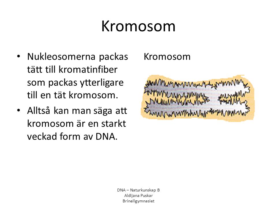 Kromosom Nukleosomerna packas tätt till kromatinfiber som packas ytterligare till en tät kromosom.