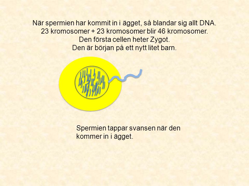 När spermien har kommit in i ägget, så blandar sig allt DNA