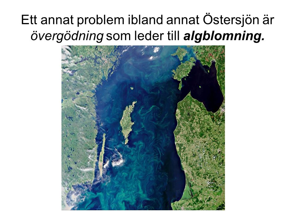 Ett annat problem ibland annat Östersjön är övergödning som leder till algblomning.
