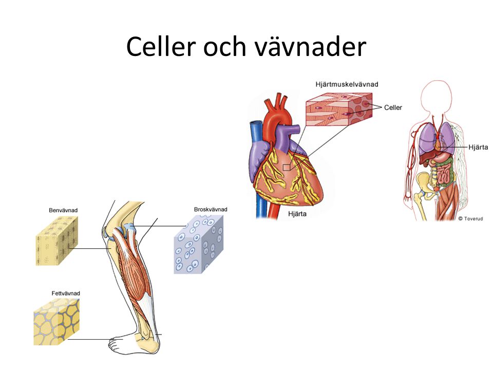 Celler och vävnader