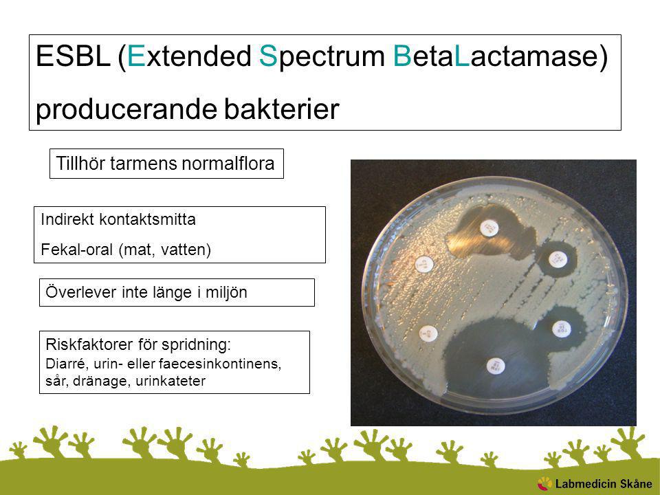 ESBL (Extended Spectrum BetaLactamase) producerande bakterier