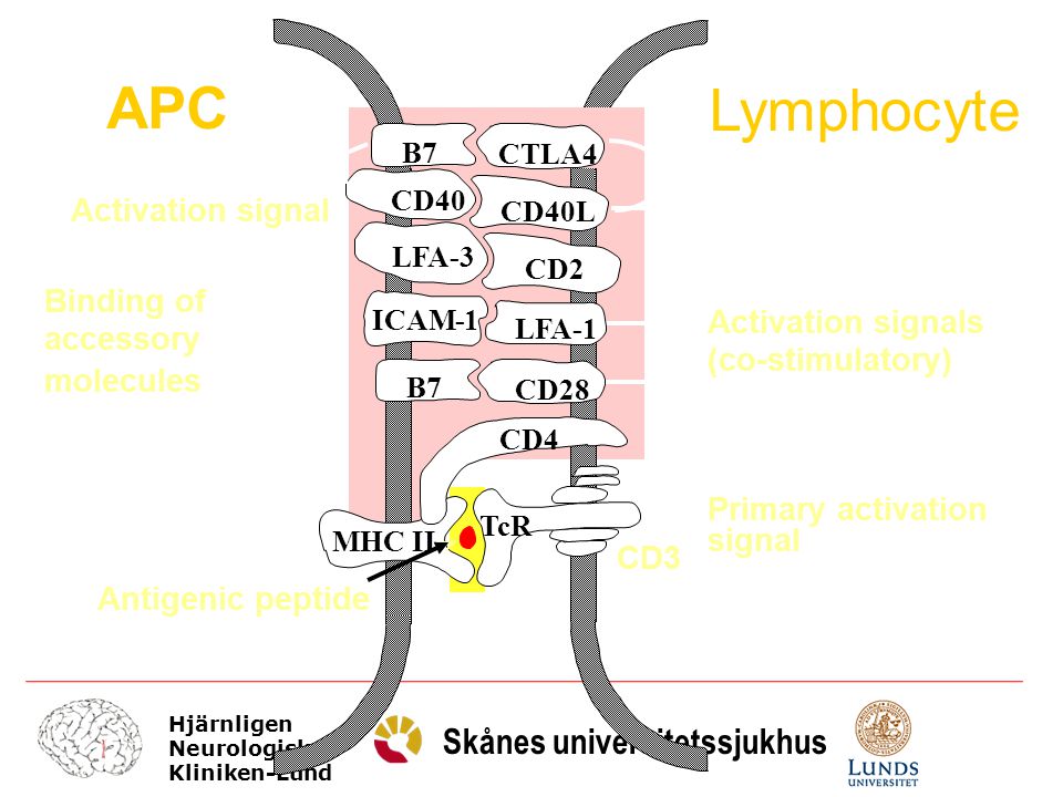 APC Lymphocyte Activation signal Binding of Activation signals