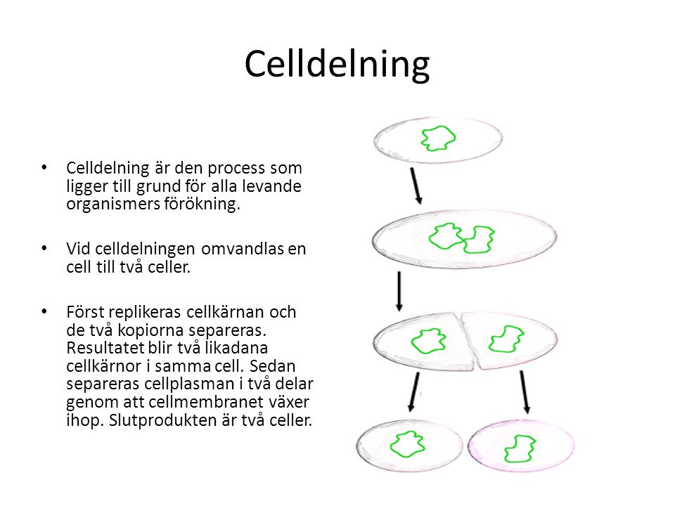 Celldelning Celldelning är den process som ligger till grund för alla levande organismers förökning.