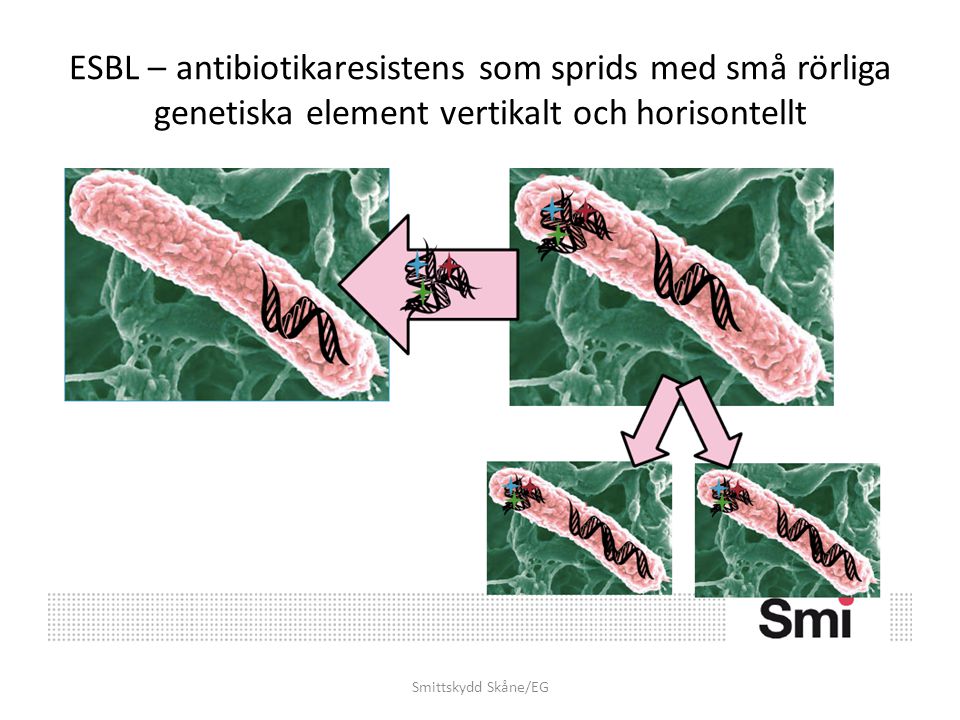 ESBL – antibiotikaresistens som sprids med små rörliga genetiska element vertikalt och horisontellt