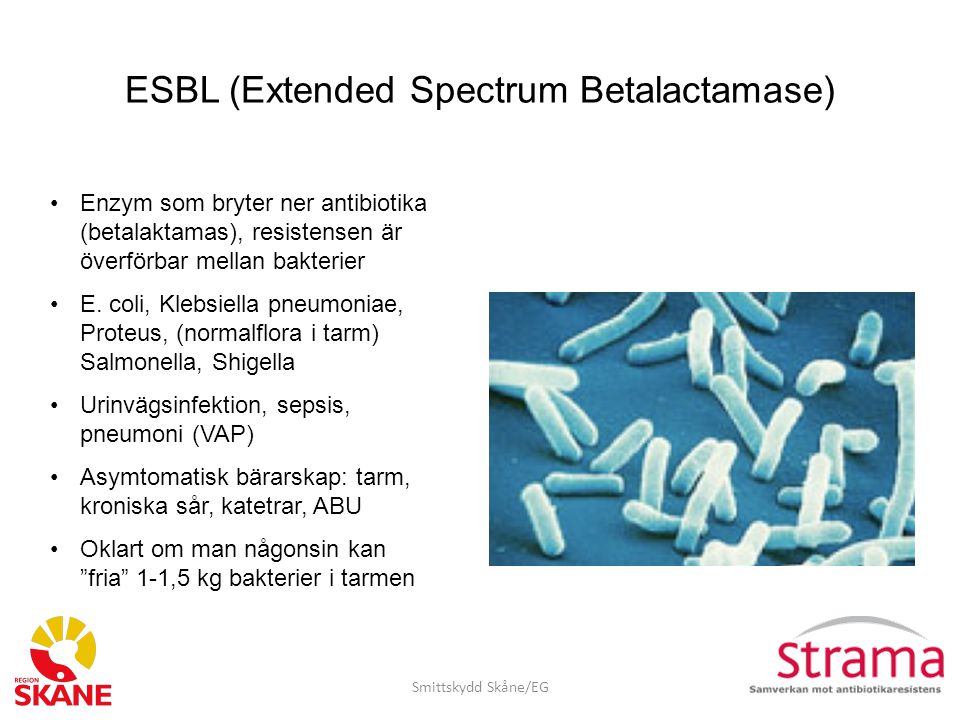 ESBL (Extended Spectrum Betalactamase)