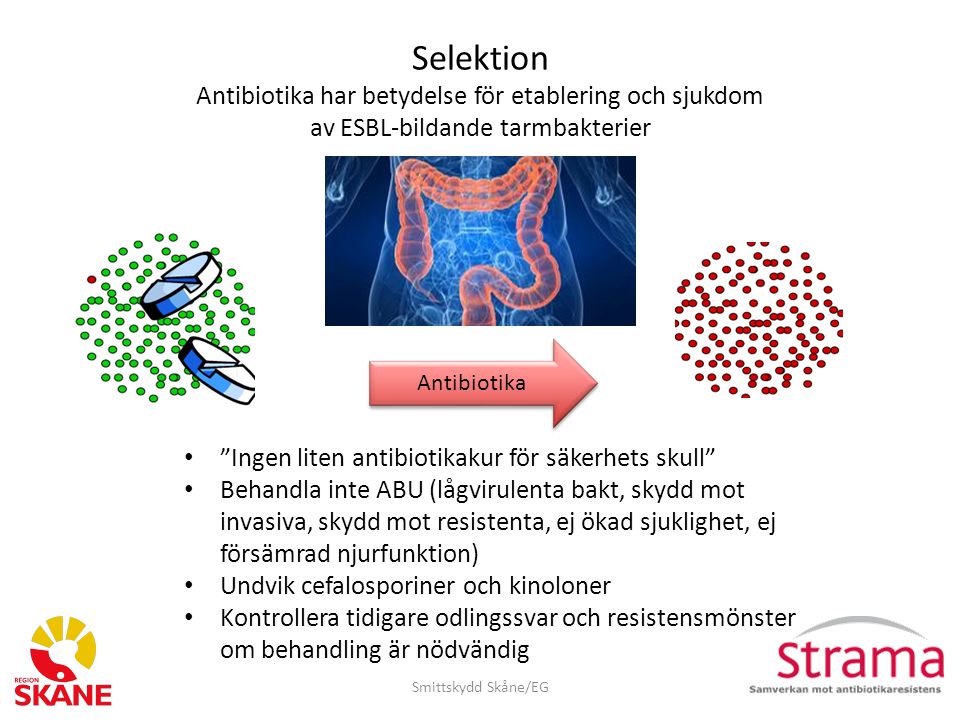 Selektion Antibiotika har betydelse för etablering och sjukdom av ESBL-bildande tarmbakterier