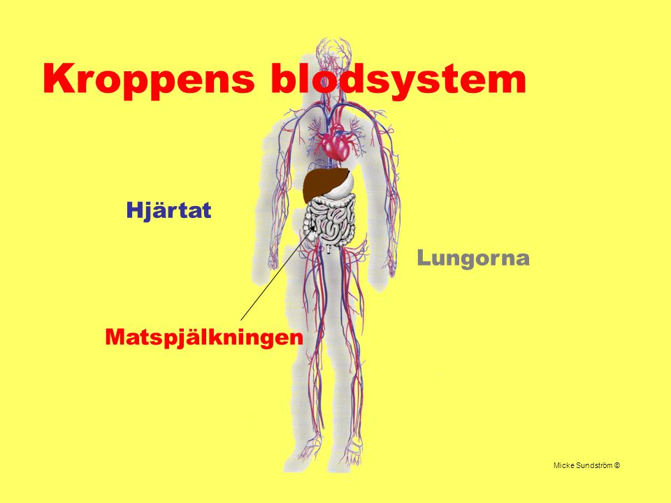 Kroppens blodsystem Hjärtat Lungorna Matspjälkningen Micke Sundström ©