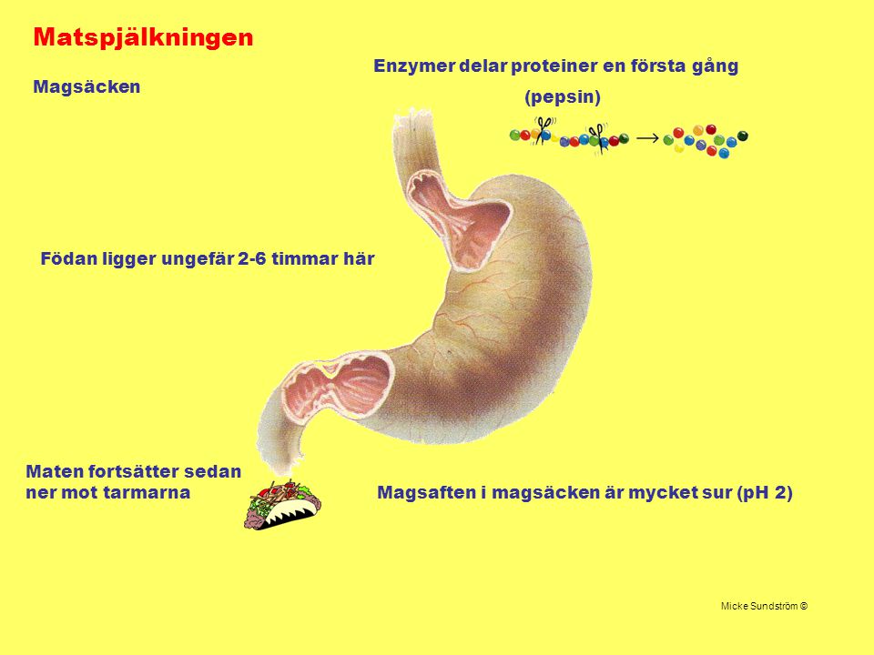 Matspjälkningen Enzymer delar proteiner en första gång (pepsin)