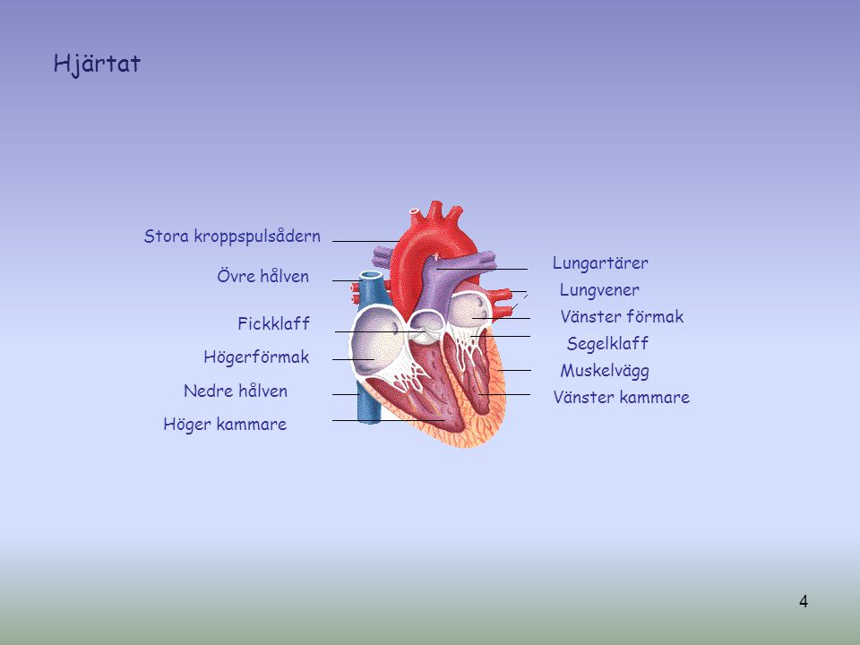 Hjärtat Stora kroppspulsådern Lungartärer Övre hålven Lungvener