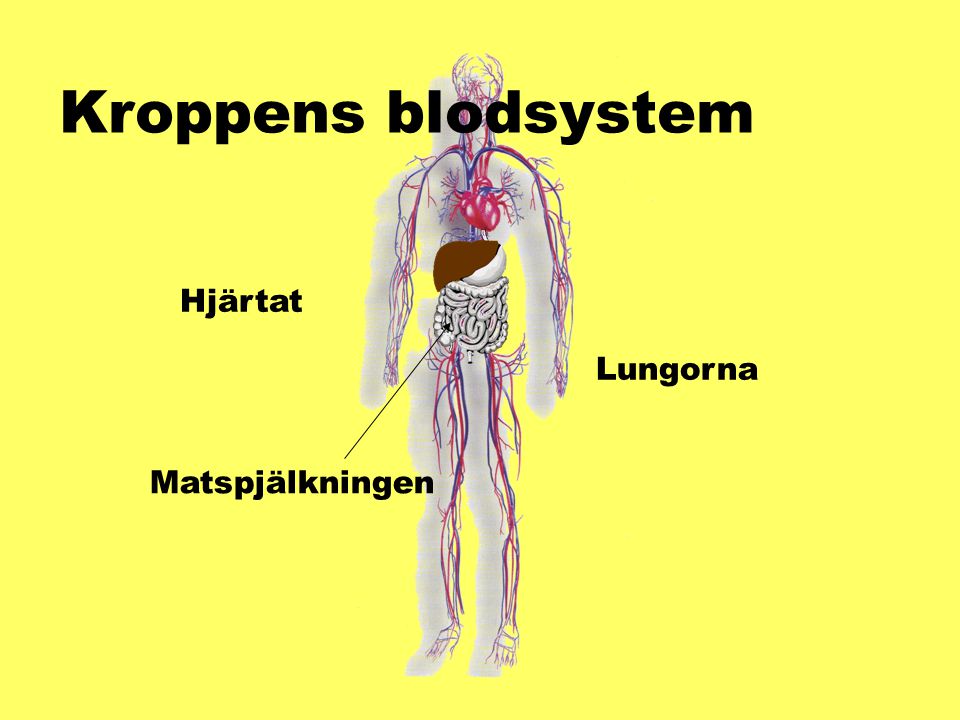 Kroppens blodsystem Hjärtat Lungorna Matspjälkningen