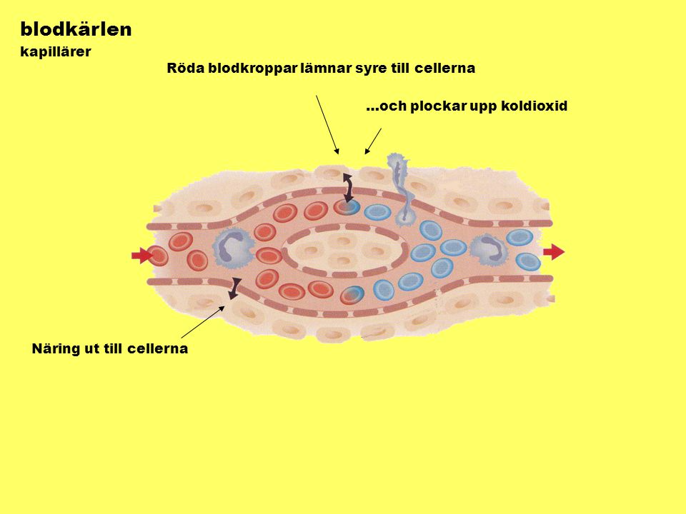 blodkärlen kapillärer Röda blodkroppar lämnar syre till cellerna