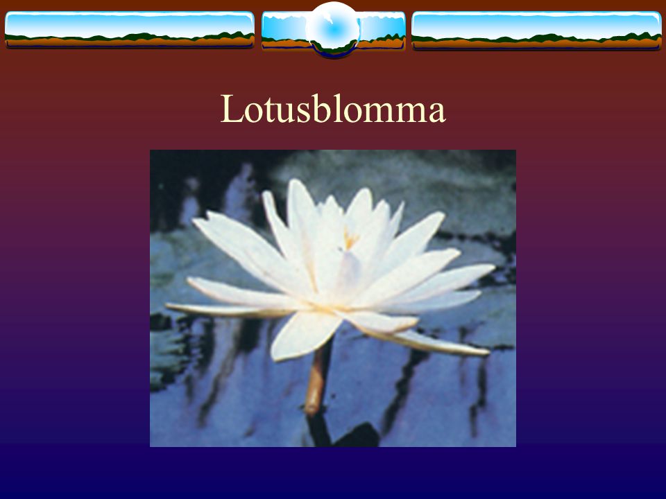 Lotusblomma