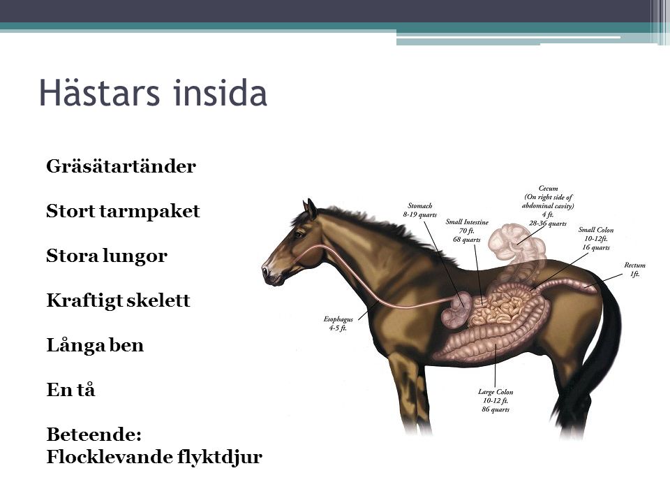 Hästars insida Gräsätartänder Stort tarmpaket Stora lungor
