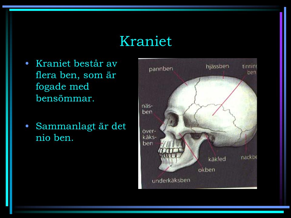 Kraniet Kraniet består av flera ben, som är fogade med bensömmar.