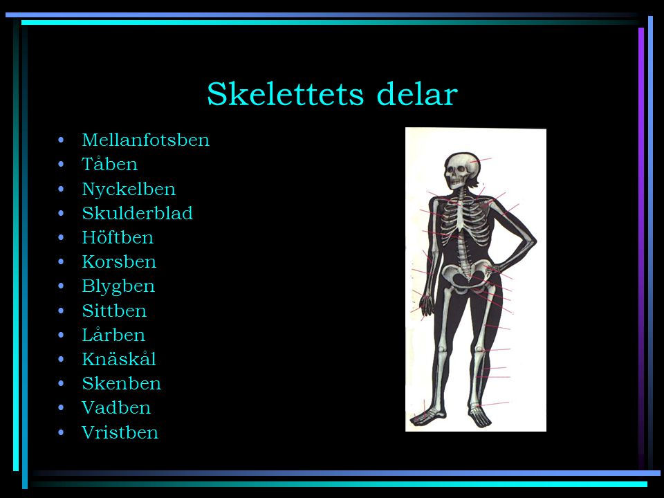 Skelettets delar Mellanfotsben Tåben Nyckelben Skulderblad Höftben