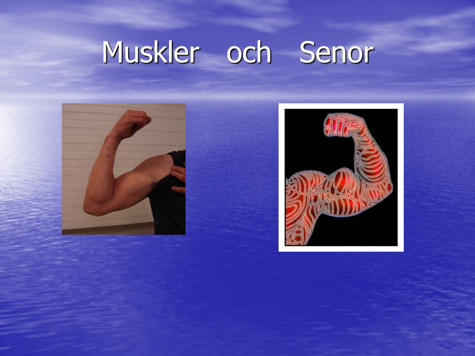 Muskler och Senor