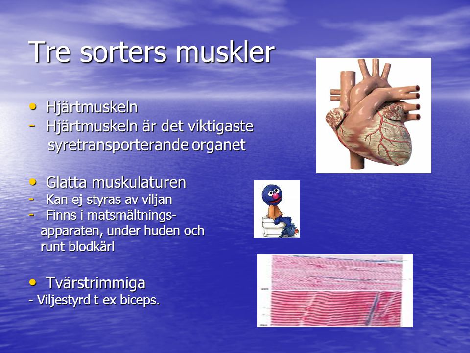 Tre sorters muskler Hjärtmuskeln Hjärtmuskeln är det viktigaste