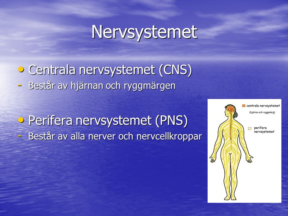 Nervsystemet Centrala nervsystemet (CNS) Perifera nervsystemet (PNS)