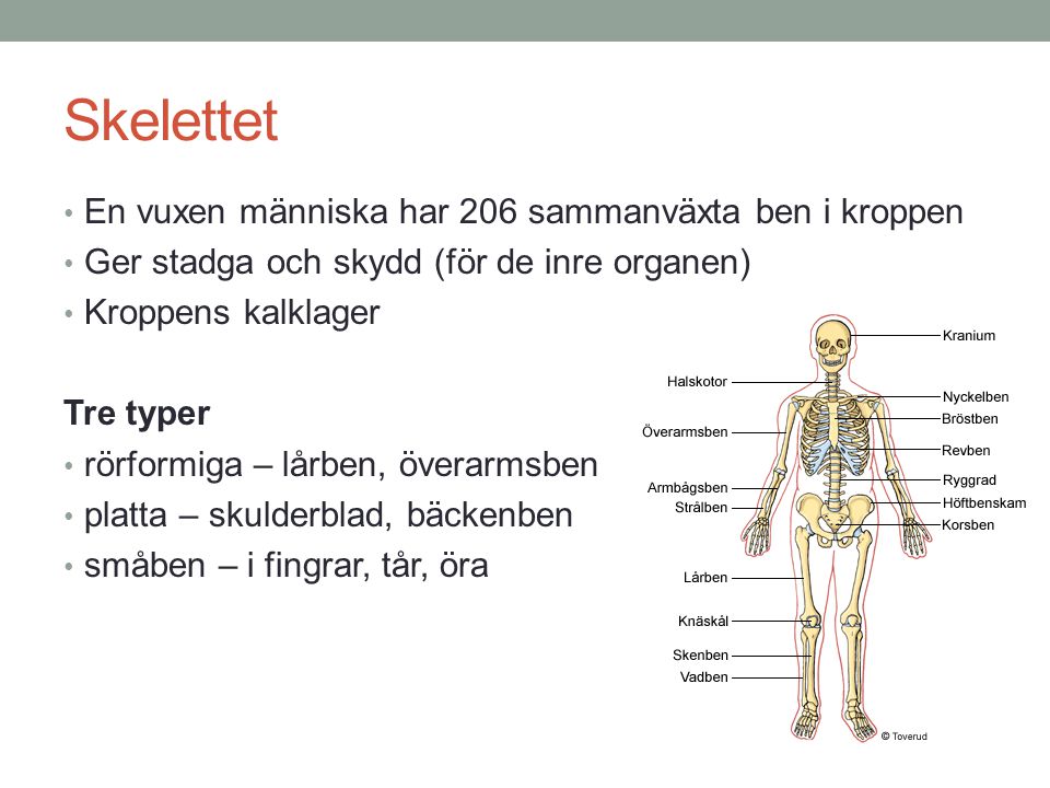 Skelettet En vuxen människa har 206 sammanväxta ben i kroppen