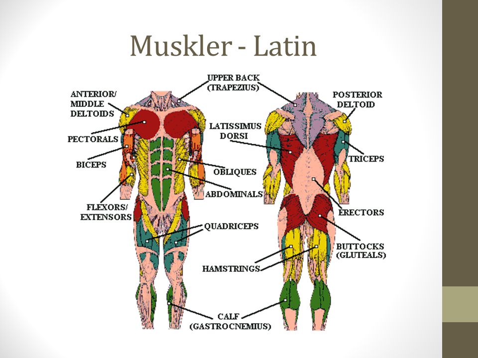 Muskler - Latin