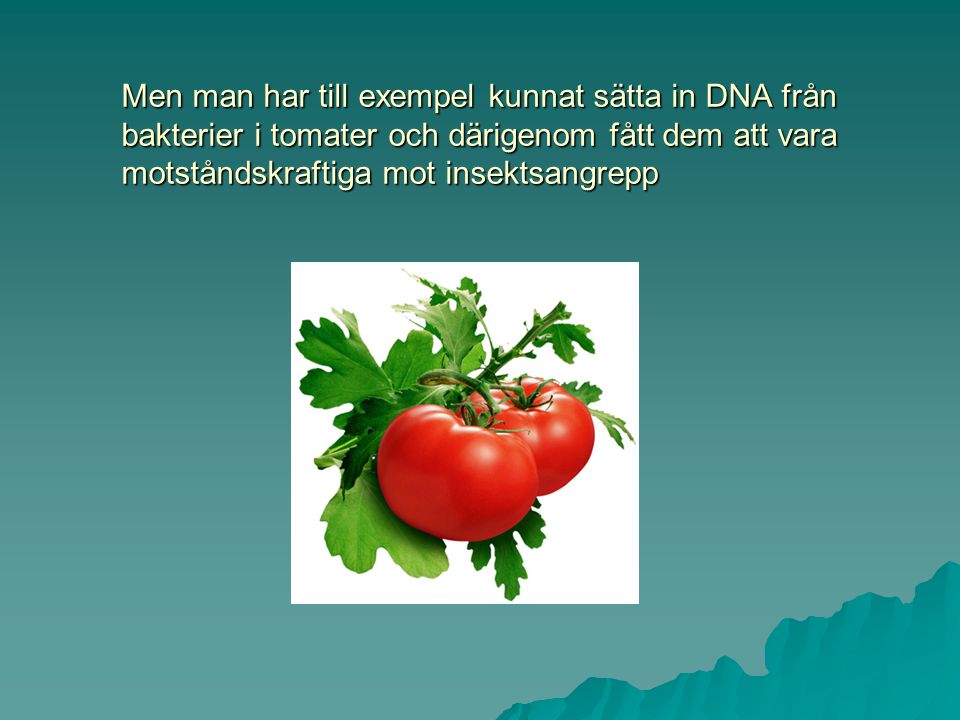 Men man har till exempel kunnat sätta in DNA från bakterier i tomater och därigenom fått dem att vara motståndskraftiga mot insektsangrepp