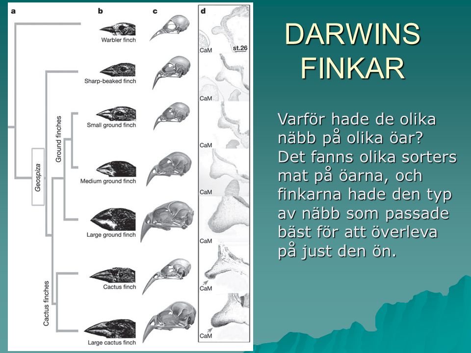 DARWINS FINKAR