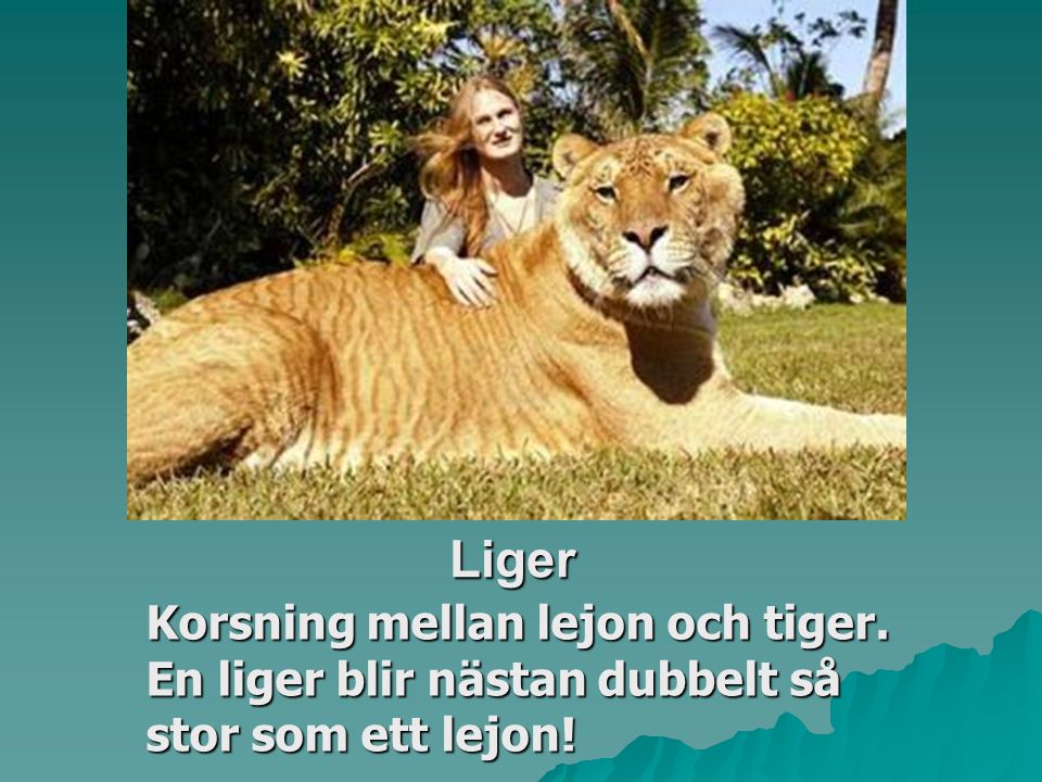 Liger Korsning mellan lejon och tiger. En liger blir nästan dubbelt så stor som ett lejon!