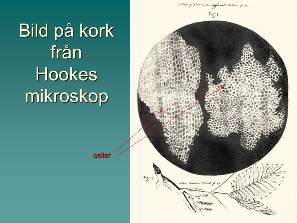 Bild på kork från Hookes mikroskop