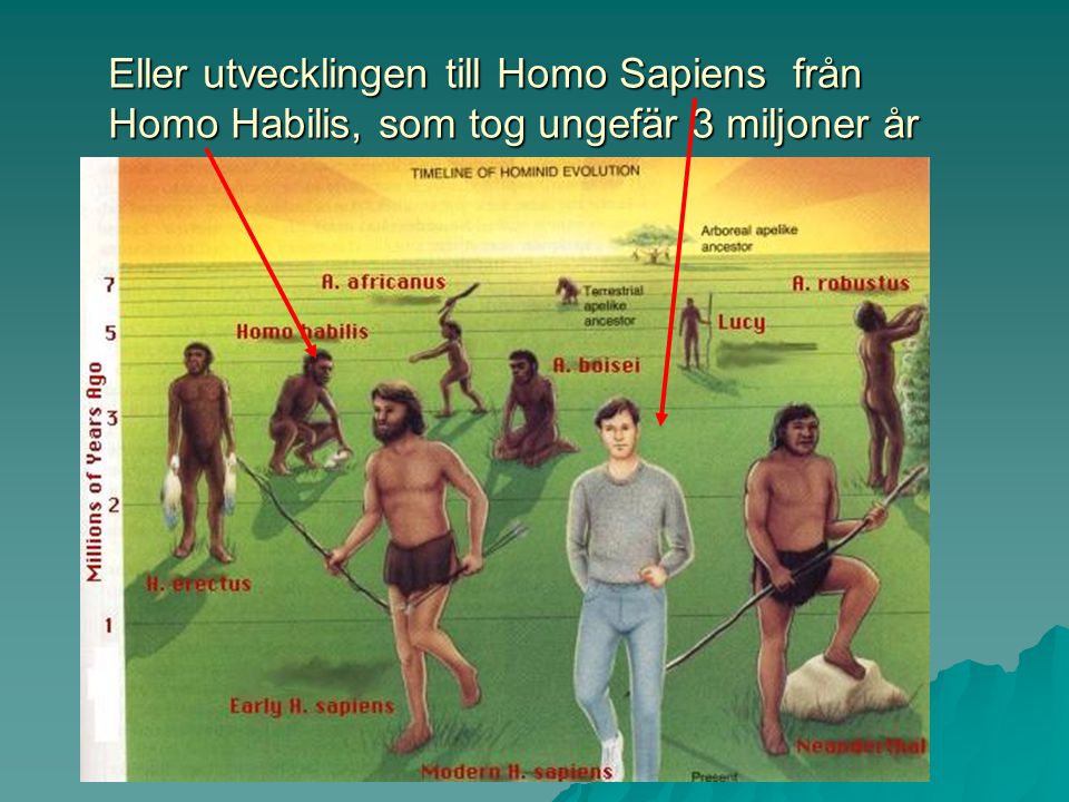 Eller utvecklingen till Homo Sapiens från Homo Habilis, som tog ungefär 3 miljoner år