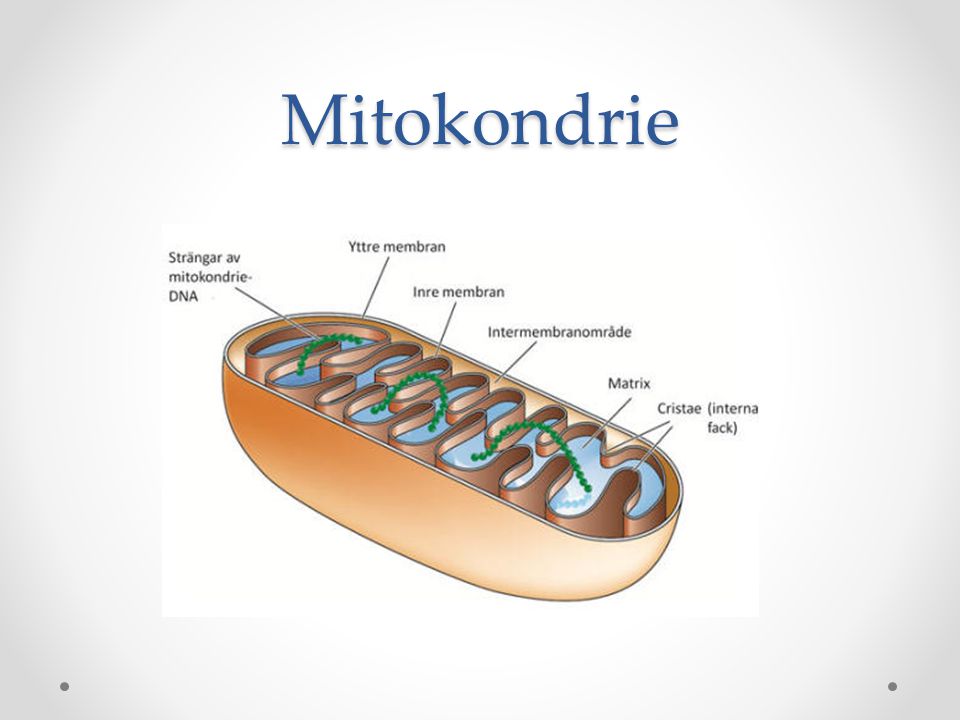 Mitokondrie