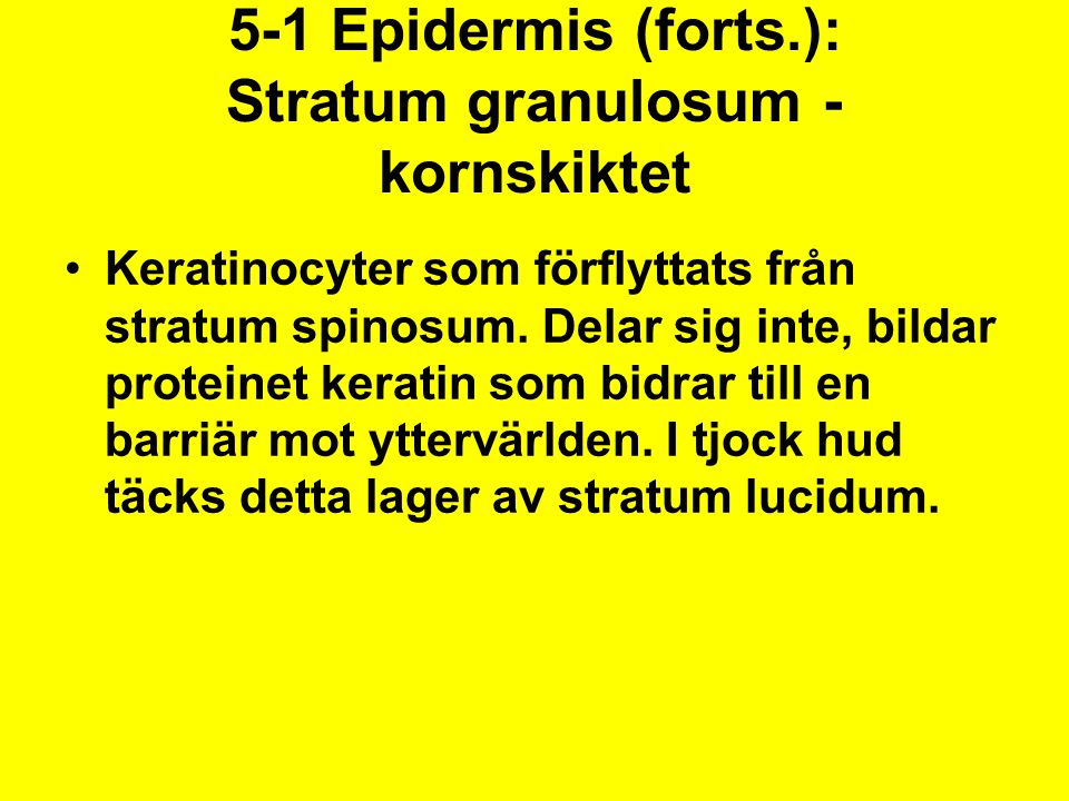 5-1 Epidermis (forts.): Stratum granulosum - kornskiktet