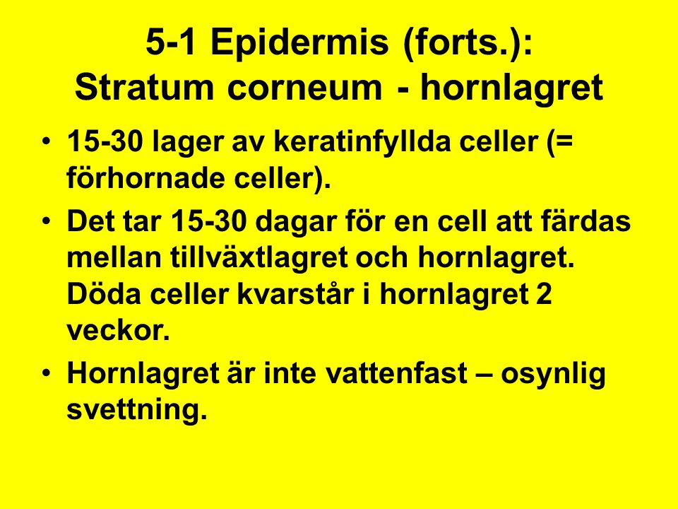 5-1 Epidermis (forts.): Stratum corneum - hornlagret