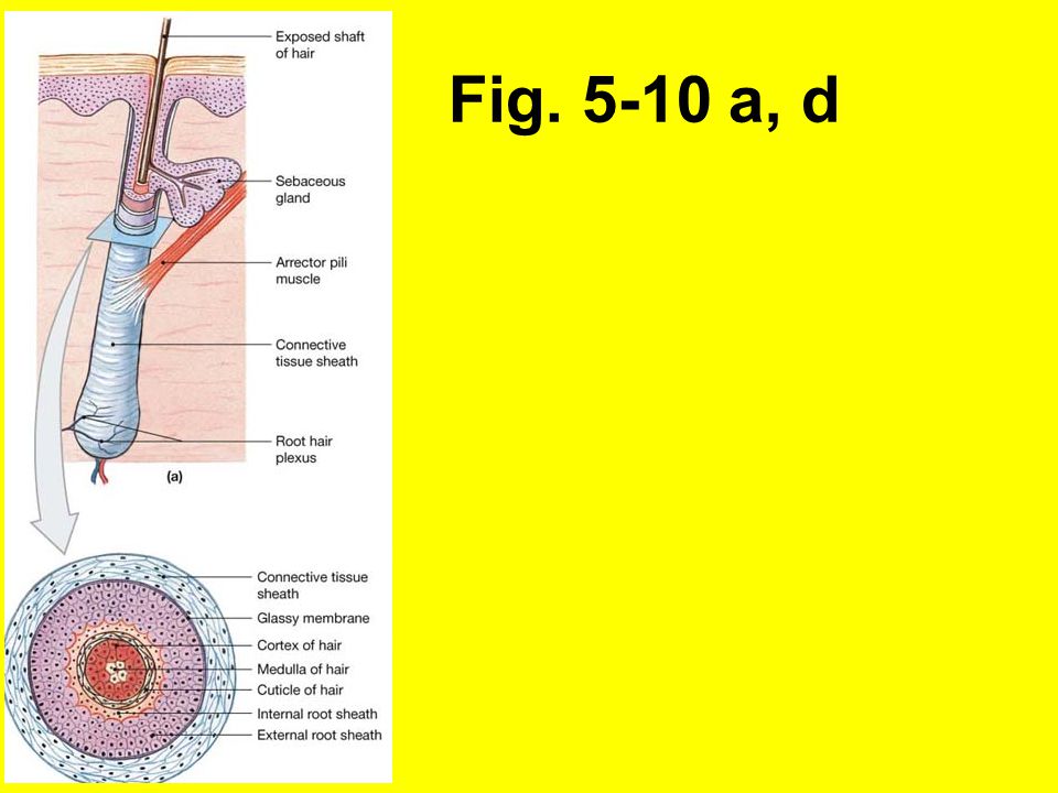 Fig a, d