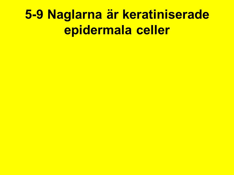 5-9 Naglarna är keratiniserade epidermala celler