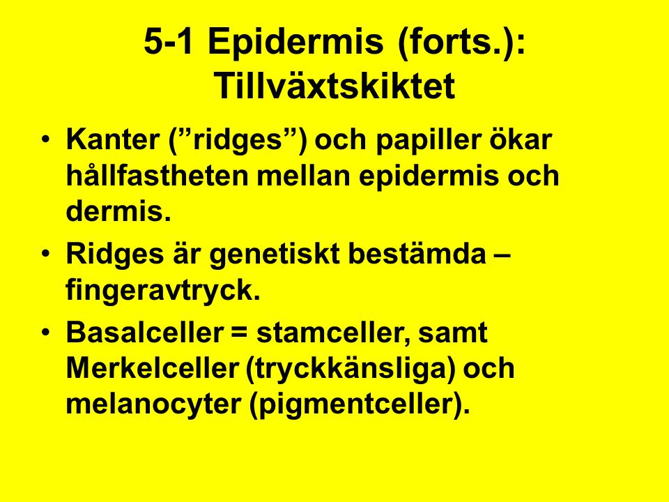 5-1 Epidermis (forts.): Tillväxtskiktet