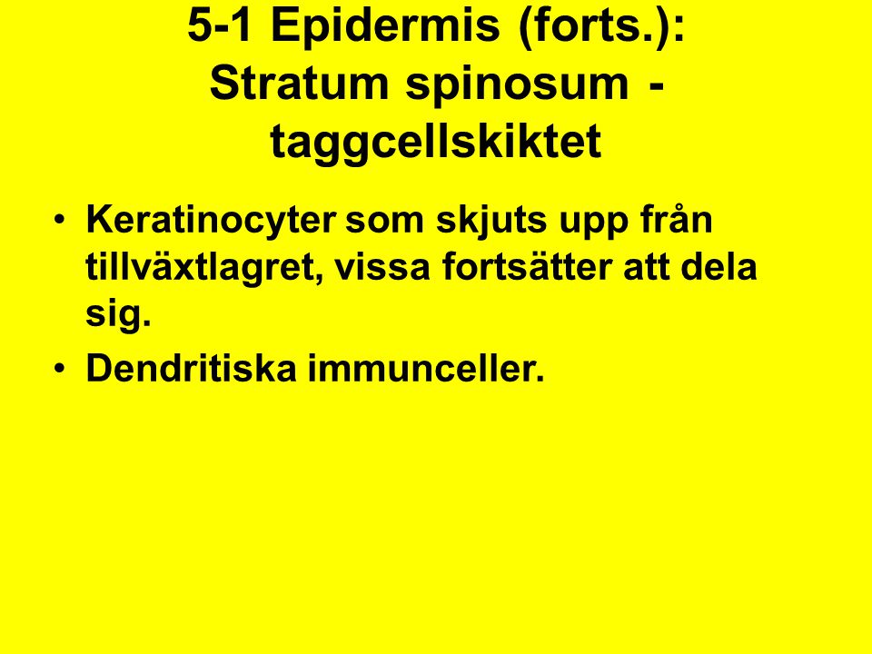 5-1 Epidermis (forts.): Stratum spinosum - taggcellskiktet